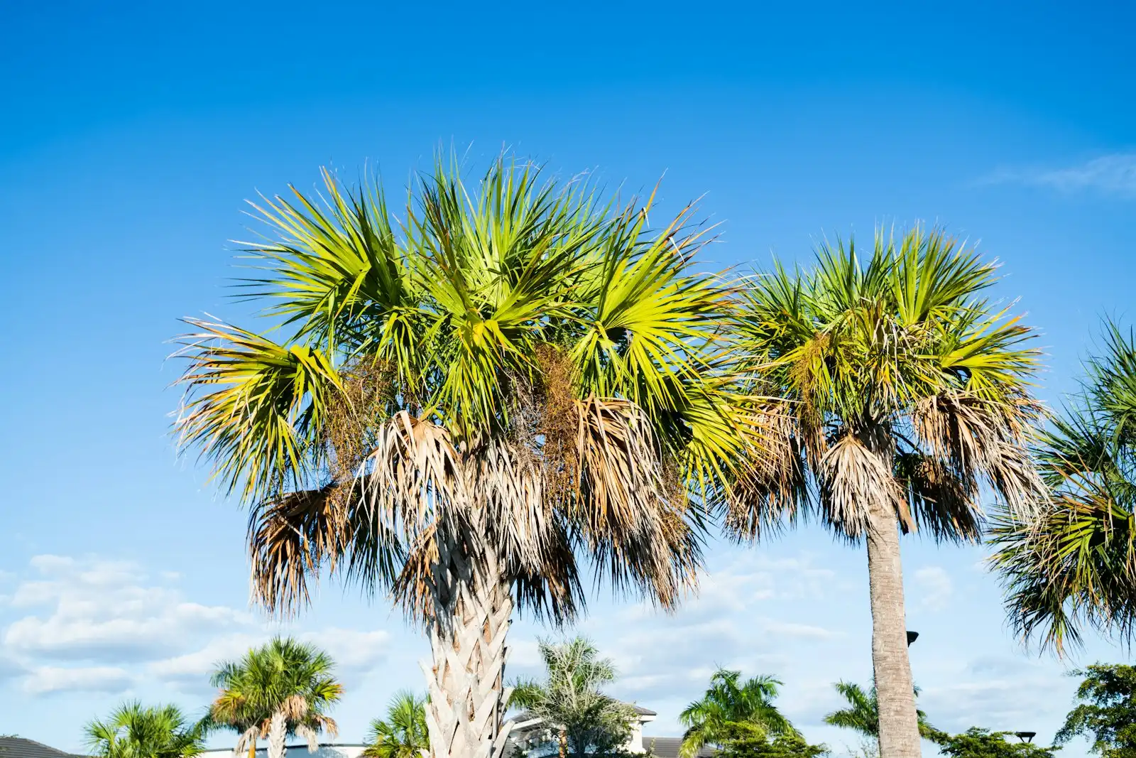 Palm trees against a clear Southwest Florida sky